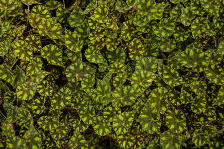 Close-up of green leaves of Begonia sempervirens
