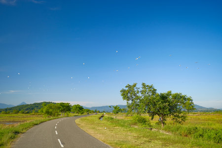 A village road with beautiful tree on a side of the road with birds flying on a blue sky.の写真素材