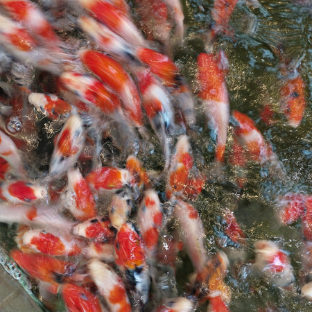 A blurry, close-up shot of numerous orange, white, and red Koi fish feeding at the water's surface.の写真素材