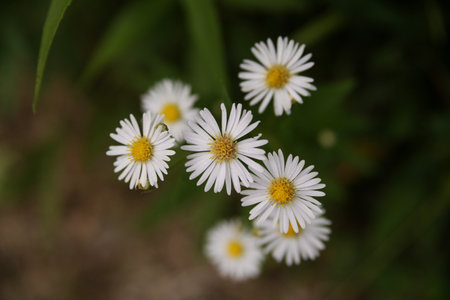 An overhead close-up view of a cluster of small white, wild daisy-like flowers with bright yellow...
