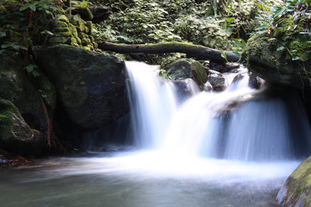 A small waterfall cascades over mossy rocks and a fallen log in a lush, green tropical rainforest.