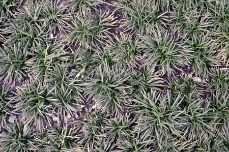 Grass background  Vintage style の写真素材