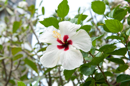 White  hibiscus flowerの写真素材
