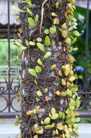 Climbing fig on  treeの写真素材