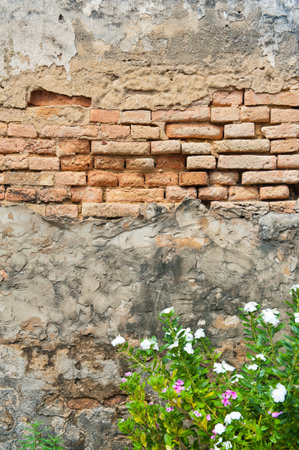 Tree with brick wall background の写真素材