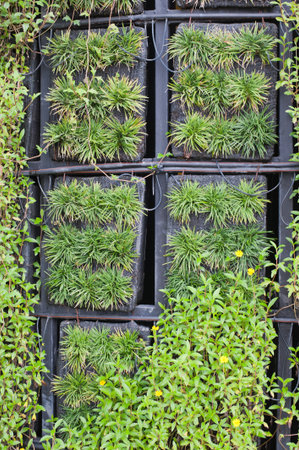 Green leaves wall background の写真素材