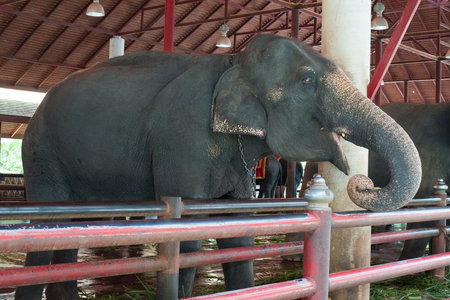 Asian elephant,Thailandの写真素材