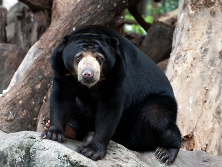 malayan sun bear の写真素材