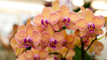 Cattleya orchid flowerの写真素材