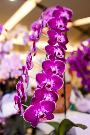 Phalaenopsis orchidの写真素材