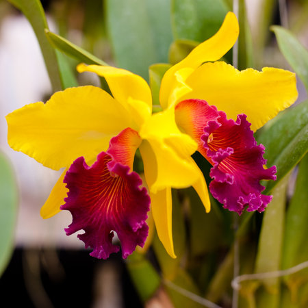 Cattleya orchid flowerの写真素材