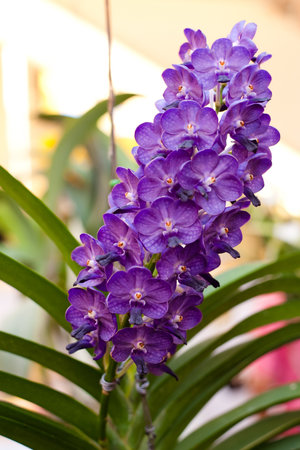 Cattleya orchid flowerの写真素材