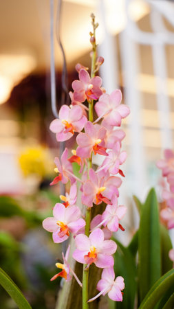 Cattleya orchid flowerの写真素材