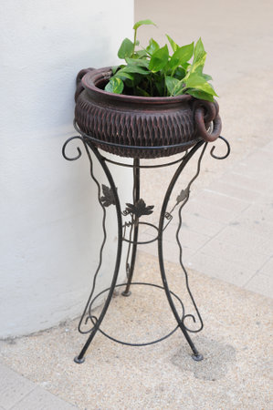 Ivy on flowere potの写真素材