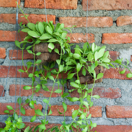 Plant in pot with brick wall background の写真素材