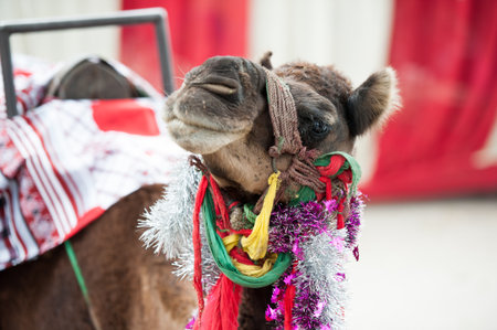 Fancy touristic camelの写真素材