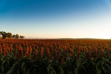 Sunset over sorghum field in rural australiaの写真素材