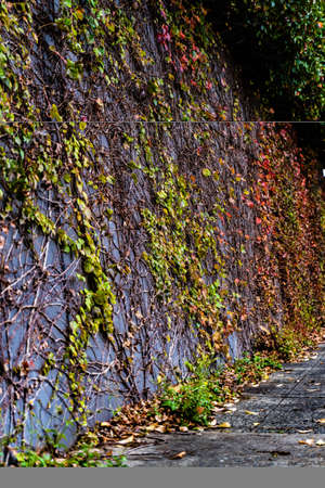 Changing of seasons in the vine leavesの写真素材