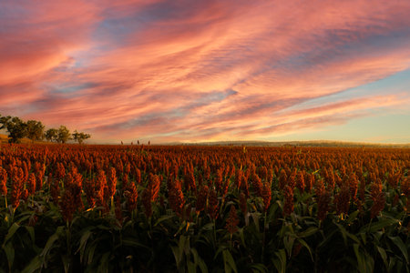 Sunsets on a fieldの写真素材