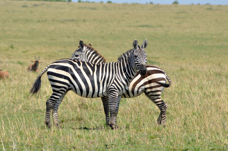 Zebra Cross Overの写真素材