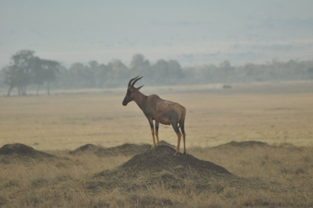 Antelopeの写真素材