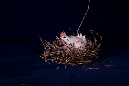 A hen made out of clay laying on egg. Still life.の写真素材