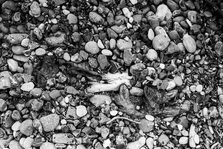 Pebbles and driftwood at the shoresの写真素材