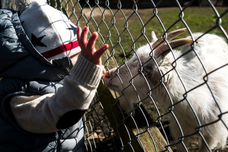 Child pat a goat on a public farmのeditorial素材
