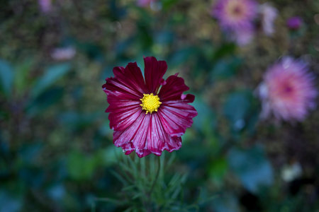 A red flower pops up from a green backgroundの写真素材