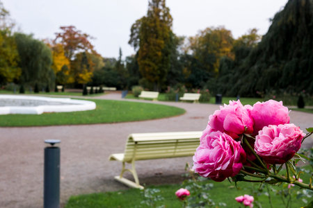 Pink roses in front of the parkの写真素材