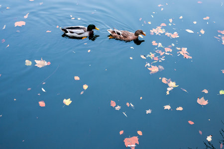 Two ducks passing by in the lake.の写真素材