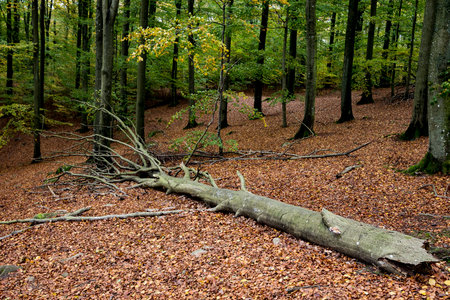 A fallen tree laying on the ground in the woodの写真素材