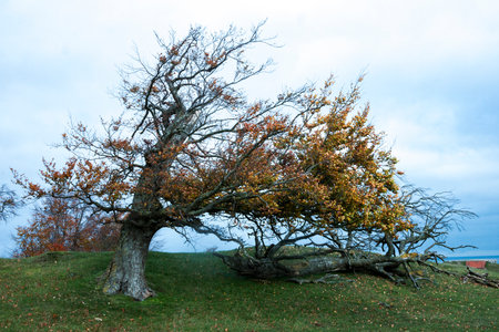 Windy and broken tree out on meadowの写真素材