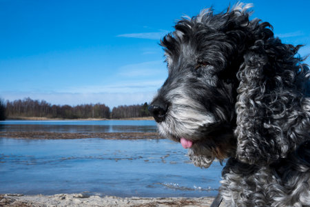 Dog sitting by a frozen lake with his tongue outの写真素材