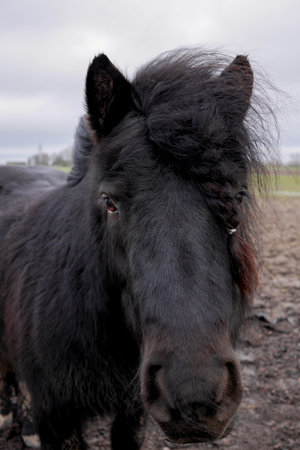 A close up on a pony that look into the cameraの写真素材