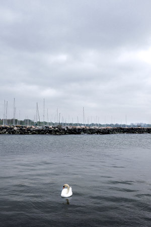 A lonely swan swiming around i the harbor at sea