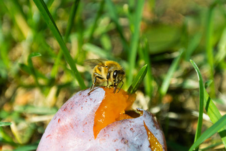A little bee sucking the nectar out of a plum