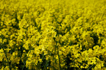 A whole field of yellow rape with a focus on one of the flowers
