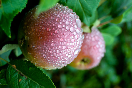Two apple on a branch after the rainの写真素材