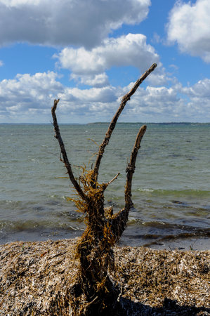 A branch filled with alga witch have floated in from the seaの写真素材