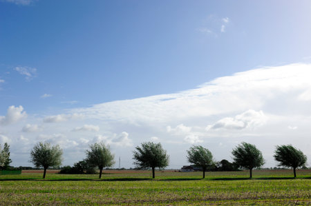 Willows stands in a row with the wind in their crown