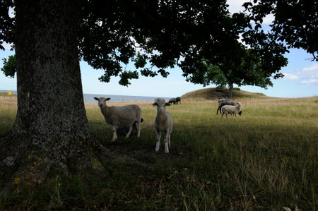 Two small lamb under an old oakの写真素材