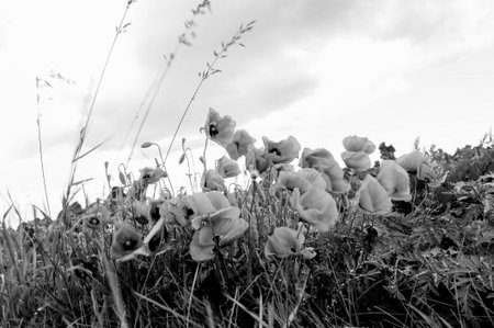 Flowers waving in the wind in b/wの写真素材