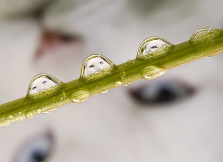Cat drops.の写真素材