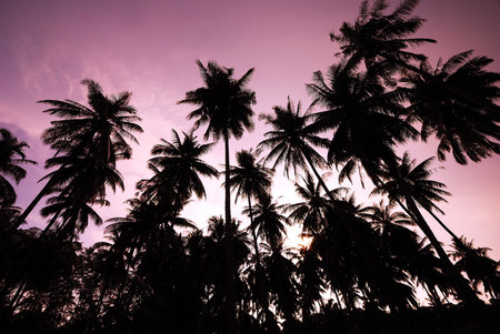 cluster of coconut treesの写真素材