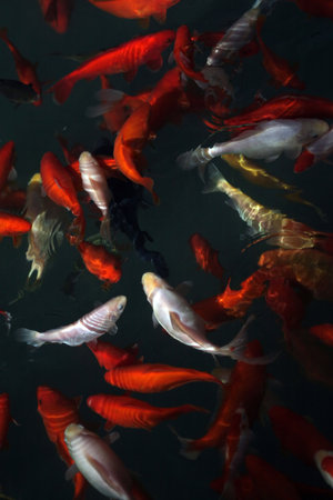 Koi fishの写真素材