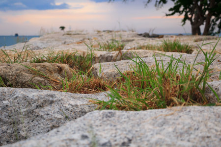 grass and stones in the lakeの写真素材