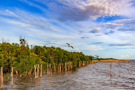 Seagulls flyingの写真素材
