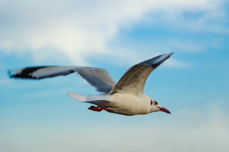 Seagulls flying