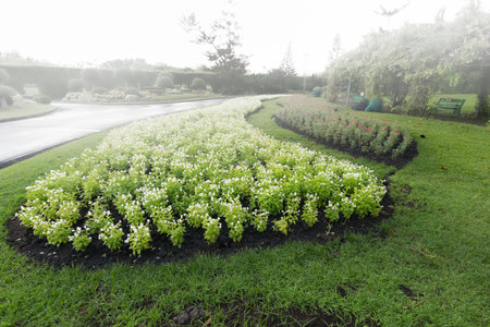 White flower garden on a foggy day.の写真素材